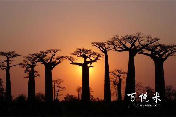 猴面包樹是一種什么樣的植物？